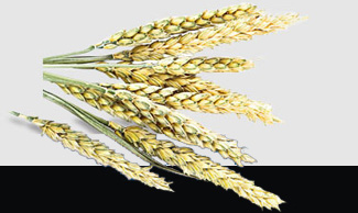 首页| 402cc永利集团中国区官方网站